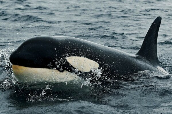 Baleine dans les eaux de l océan