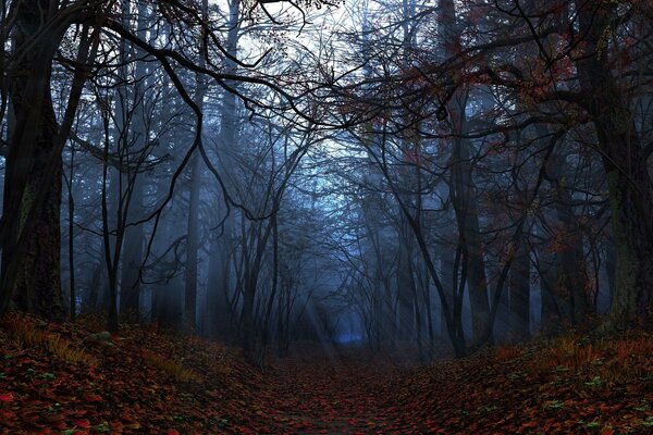 Evening autumn landscape with leaves and trees