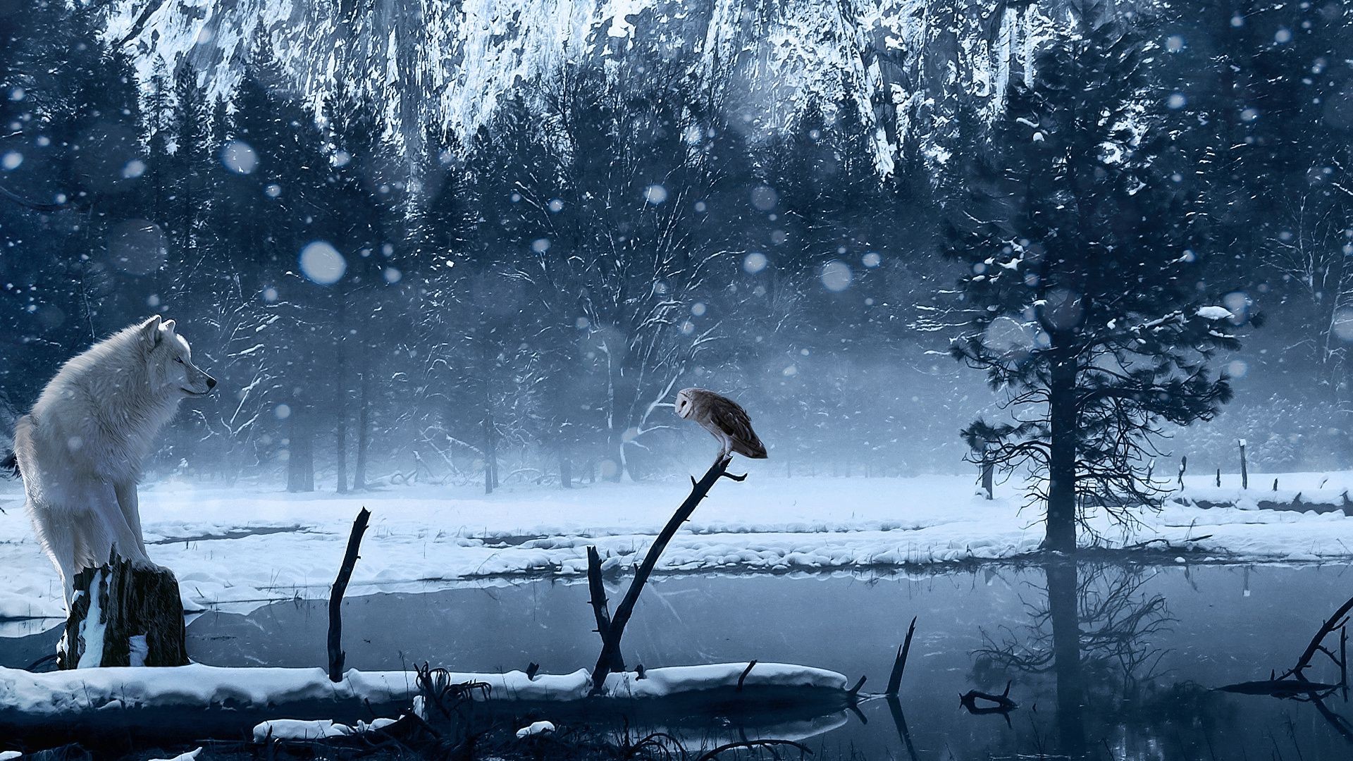 animals snow winter cold frost water ice frozen tree outdoors lake wood landscape