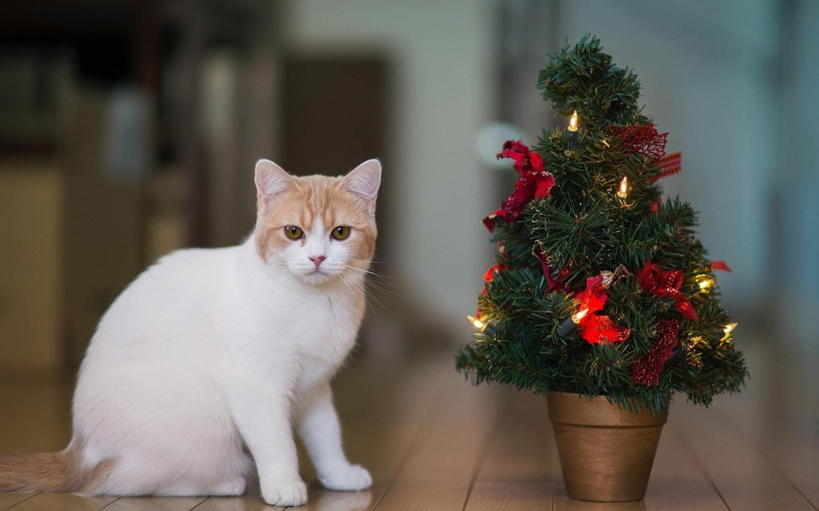 cats portrait christmas cat one