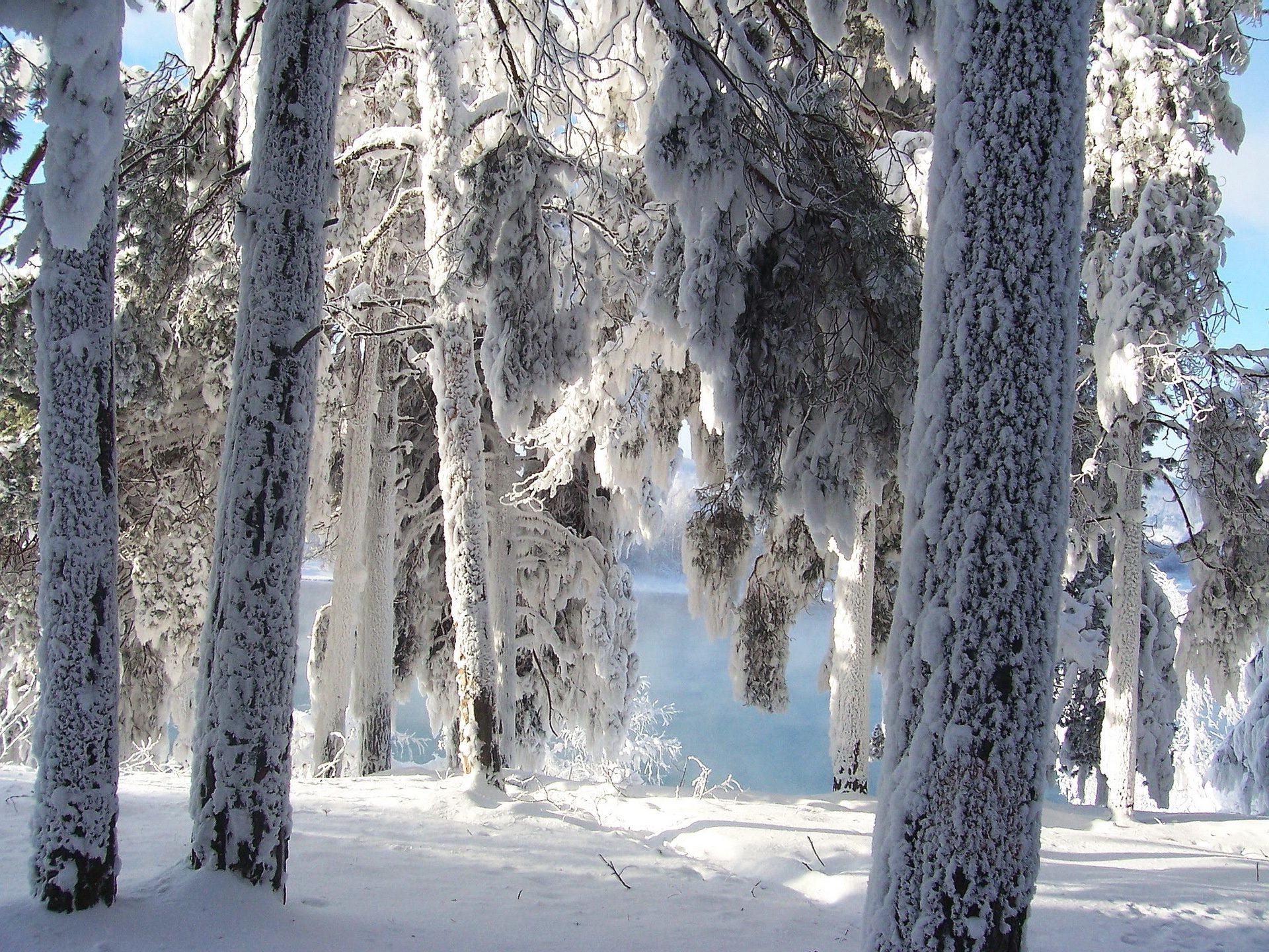 winter snow frost cold wood tree frozen ice season landscape nature branch pine weather scenic snow-white scene frosty