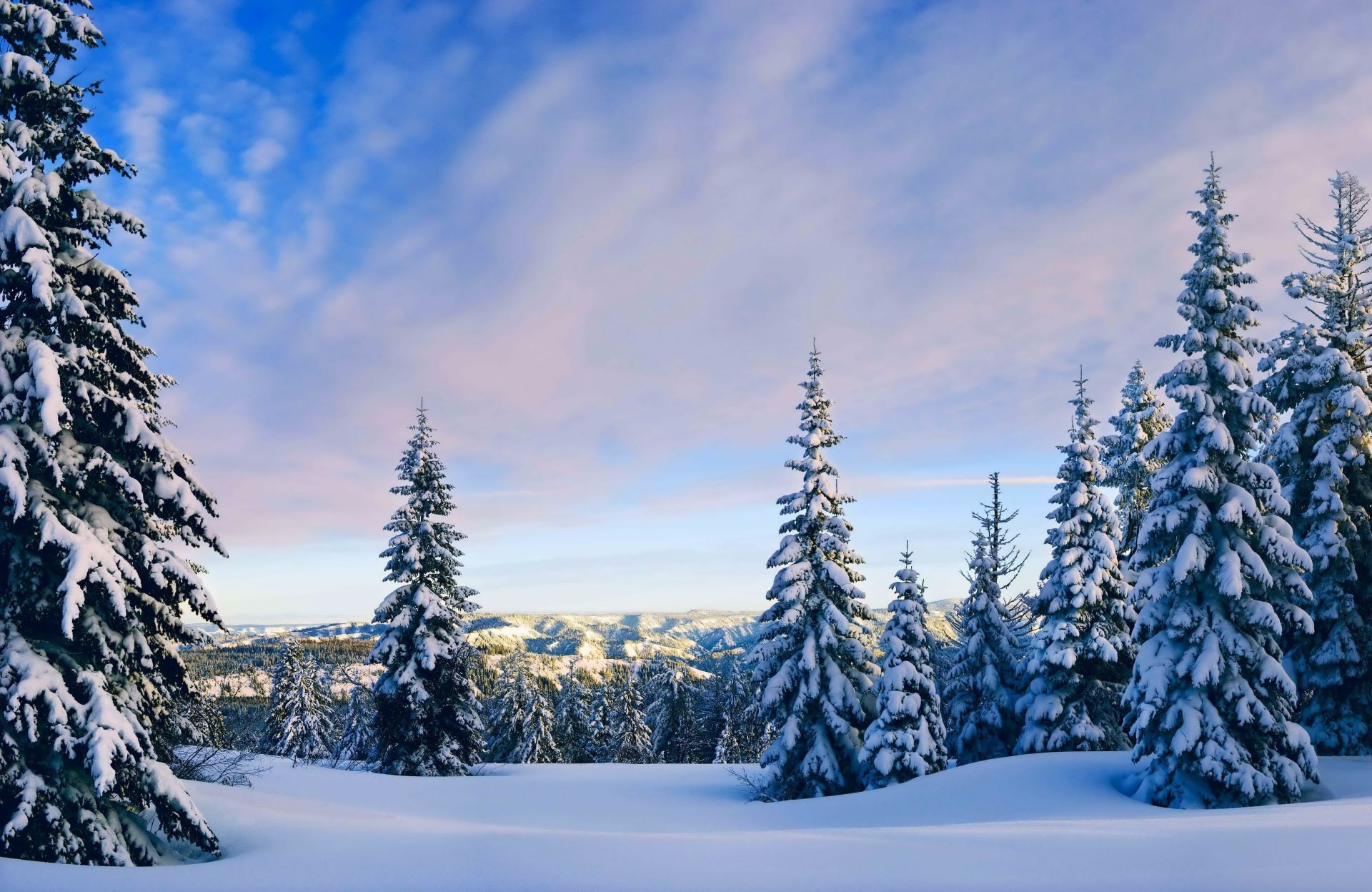 winter schnee kälte frost holz evergreen baum nadelbaum tanne gefroren kiefer saison berge fichte landschaftlich eis weihnachten natur