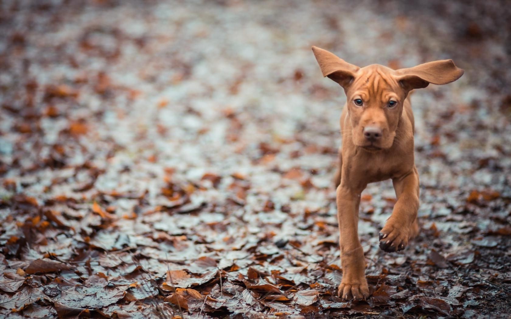 hunde hund niedlich natur tier säugetier im freien haustier wenig porträt holz