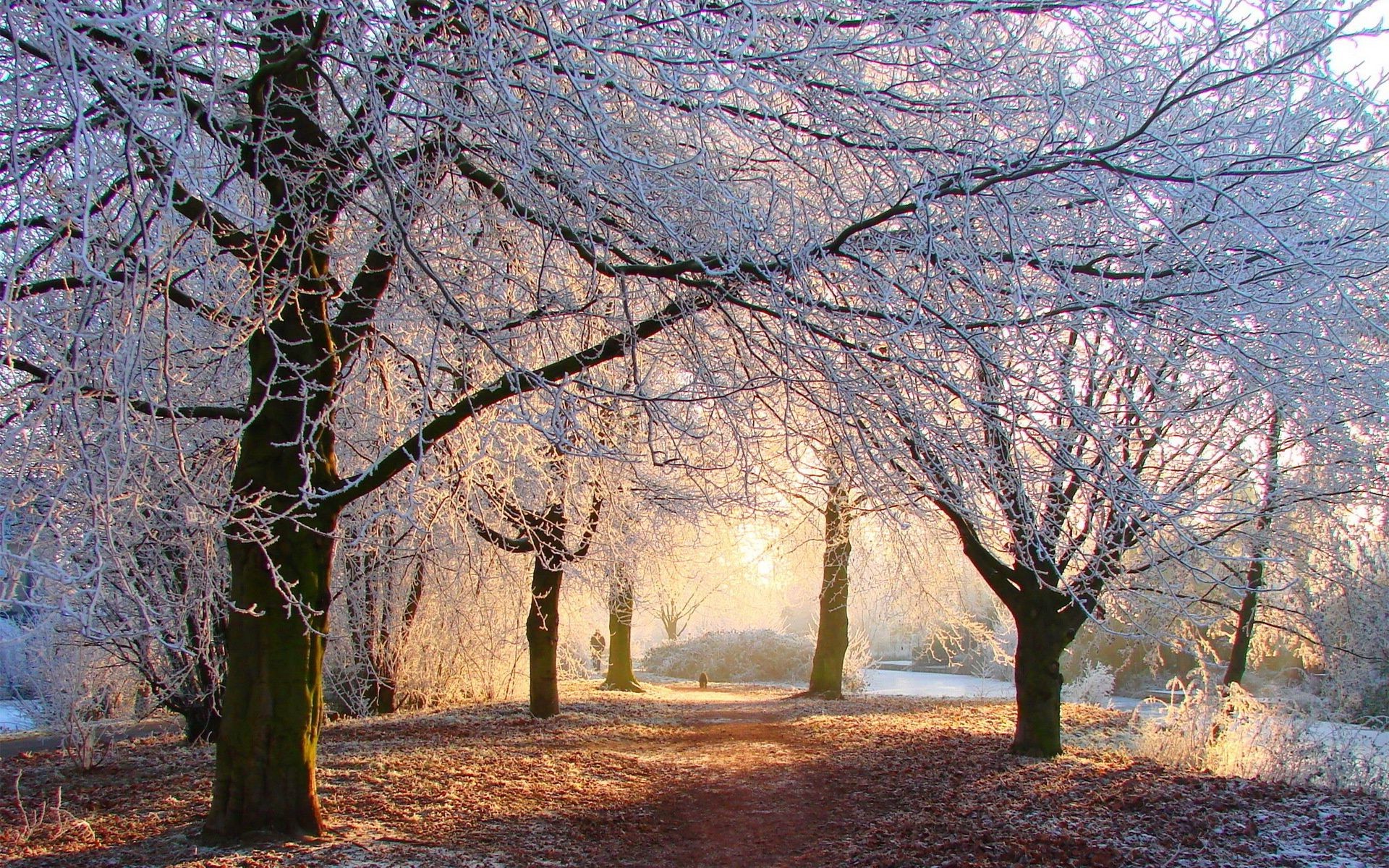 drzewa drzewo jesień krajobraz oddział park drewno zima sezon natura świt sceniczny liść mgła śnieg na zewnątrz przewodnik wieś krajobrazy zimno