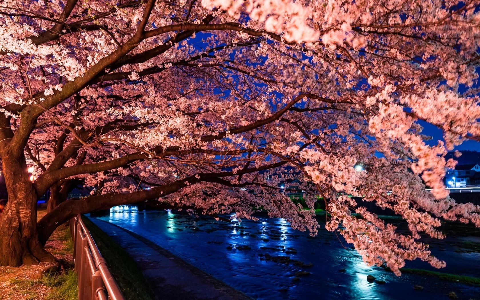 trees tree water nature travel outdoors landscape wood scenic season leaf sky park branch fall reflection light