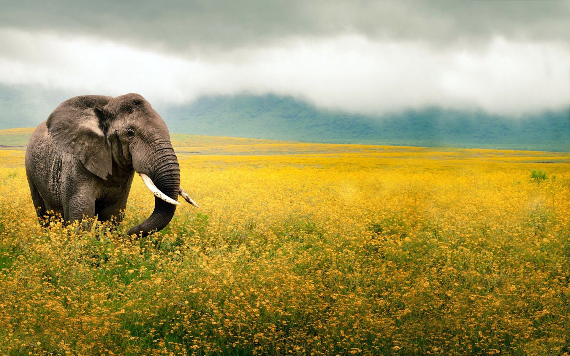 éléphants nature paysage à l extérieur herbe pâturage mammifère la faune ciel champ