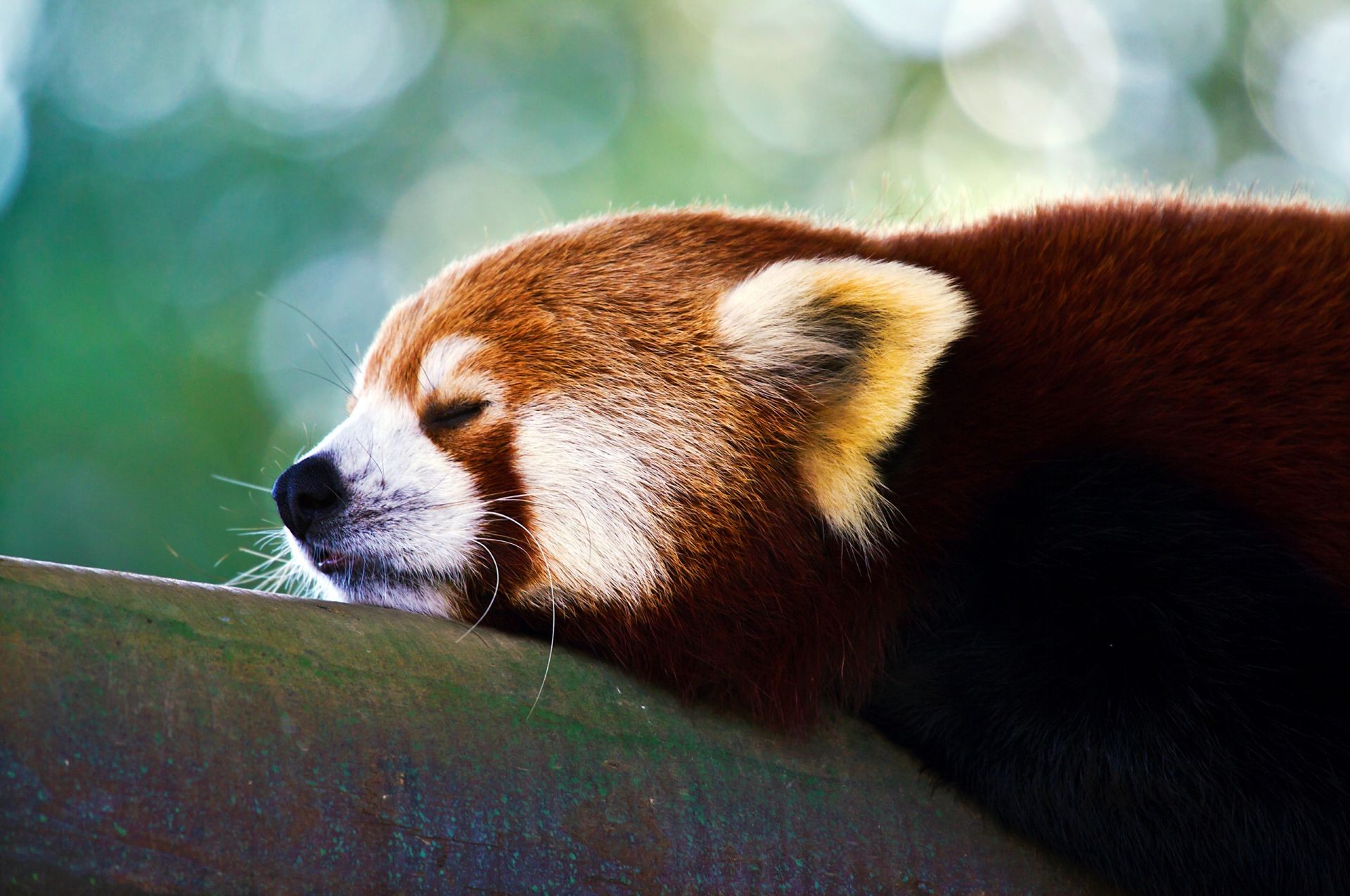 tiere säugetier tierwelt tier zoo panda niedlich fell porträt ein haustier wild