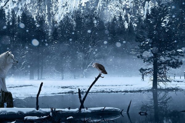 Wolf and owl look at each other by the lake