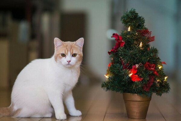 Die Katze sitzt neben einem kleinen Weihnachtsbaum