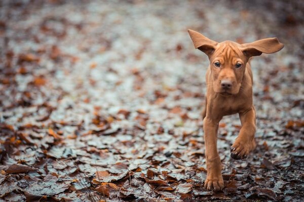 Lechou daki yürüyüşlerde güzel bir köpek gördük