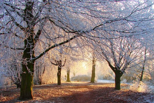 Premières gelées à la fin de l automne