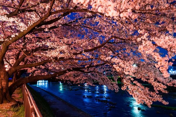 A flowering tree in the light of a lantern