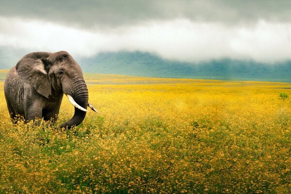 Champ de fleurs éléphant défenses tronc oreilles jaune brouillard