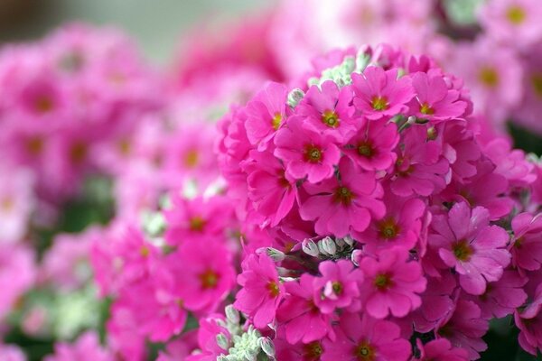 Campo de hortênsias de flores cor-de-rosa