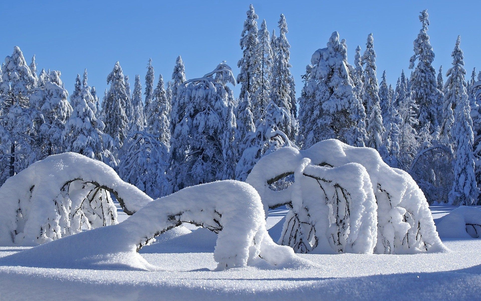 winter snow cold frost ice frozen season frosty mountain snowy scenic weather wood landscape snowdrift snow-white fir