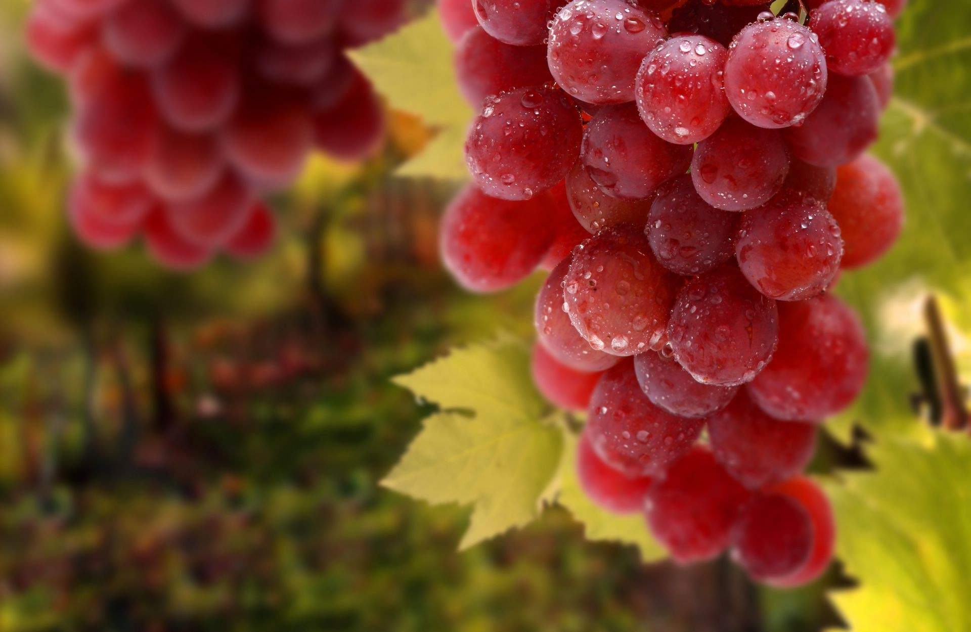 beeren früchte trauben rebe natur beere cluster weingut saftig essen haufen blatt grapevine wein weide süßwaren weinberg sommer weinbau herbst