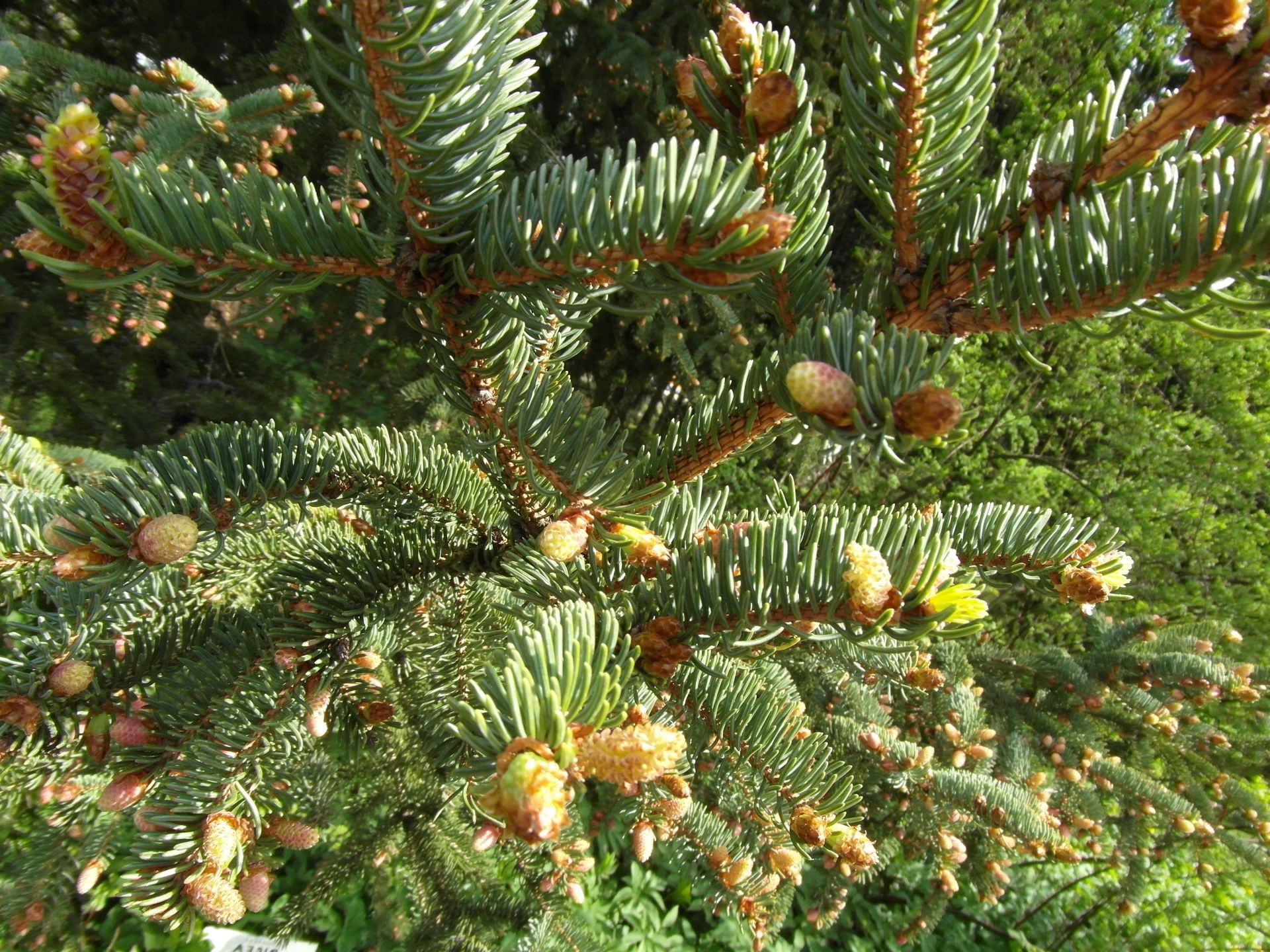 summer tree christmas winter fir evergreen pine conifer spruce coniferous branch needle season cone decoration celebration nature color