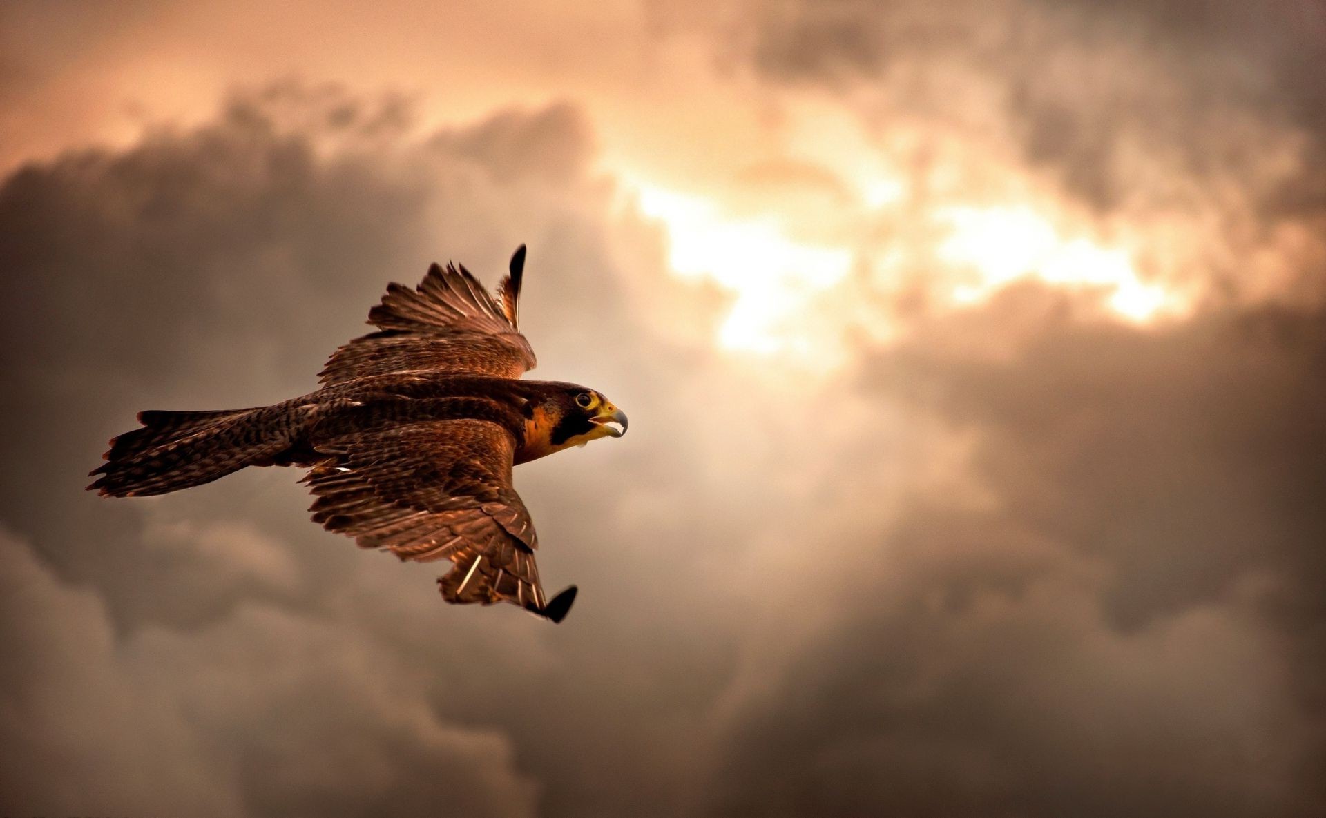 zwierzęta ptak raptor orzeł lot sokół przyroda hawk zachód słońca latawiec