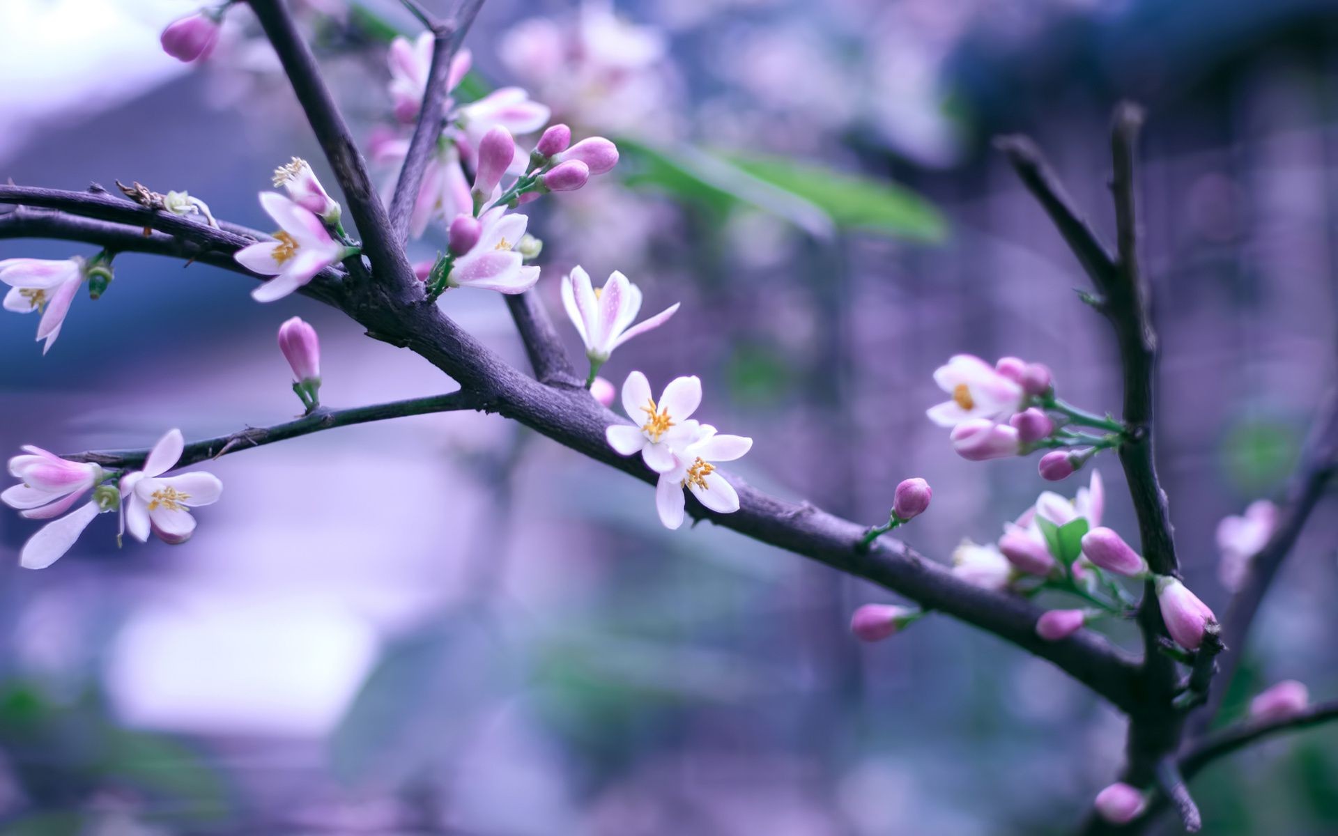 blumen auf bäumen blume natur flora baum zweig garten wachstum blatt kirsche blühen kumpel blütenblatt saison dof apfel im freien blumen- sommer- unschärfe