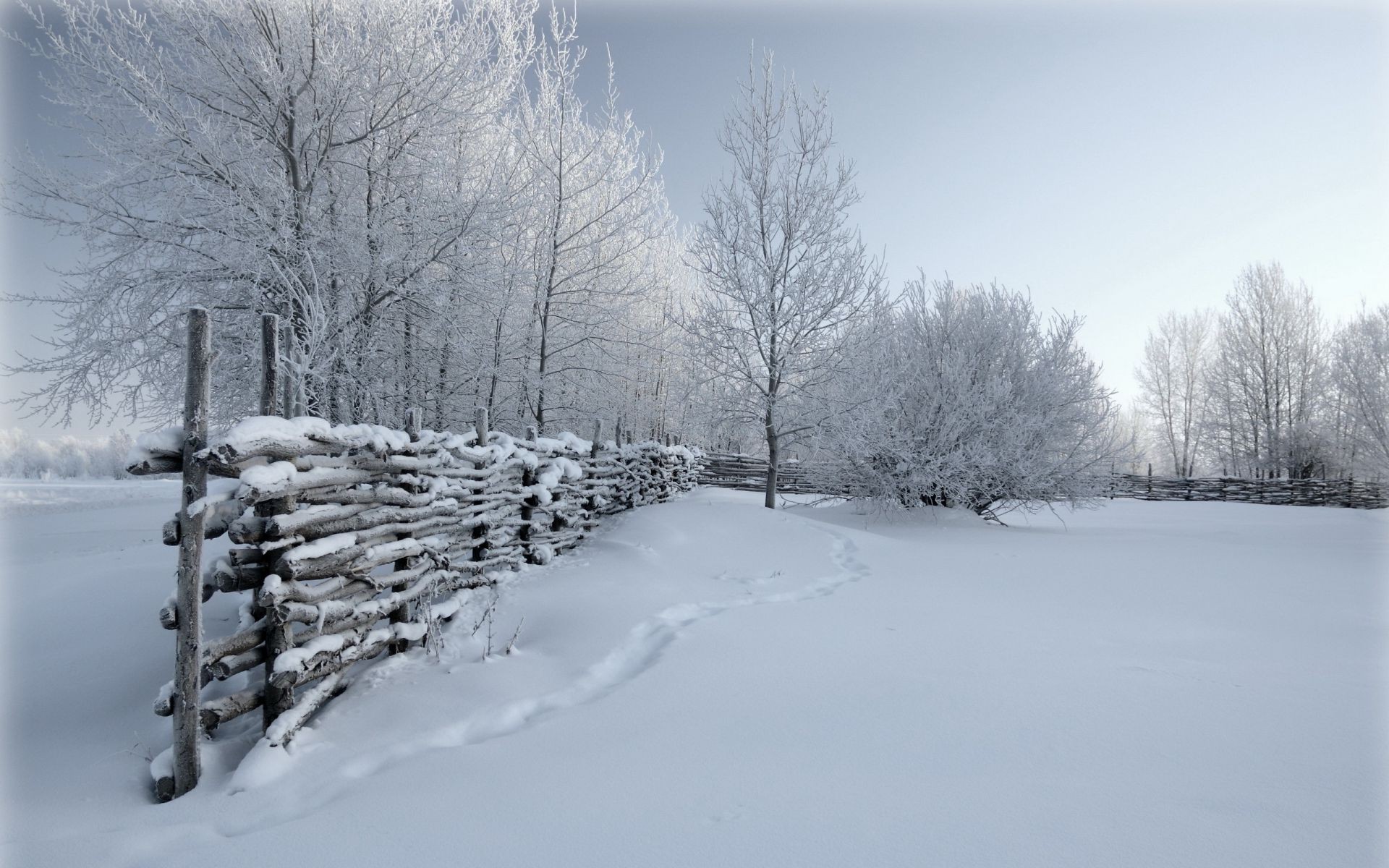 hiver neige froid gel congelé bois glace paysage météo tempête de neige bois saison neigeux neige-blanc givré scénique branche congère glace