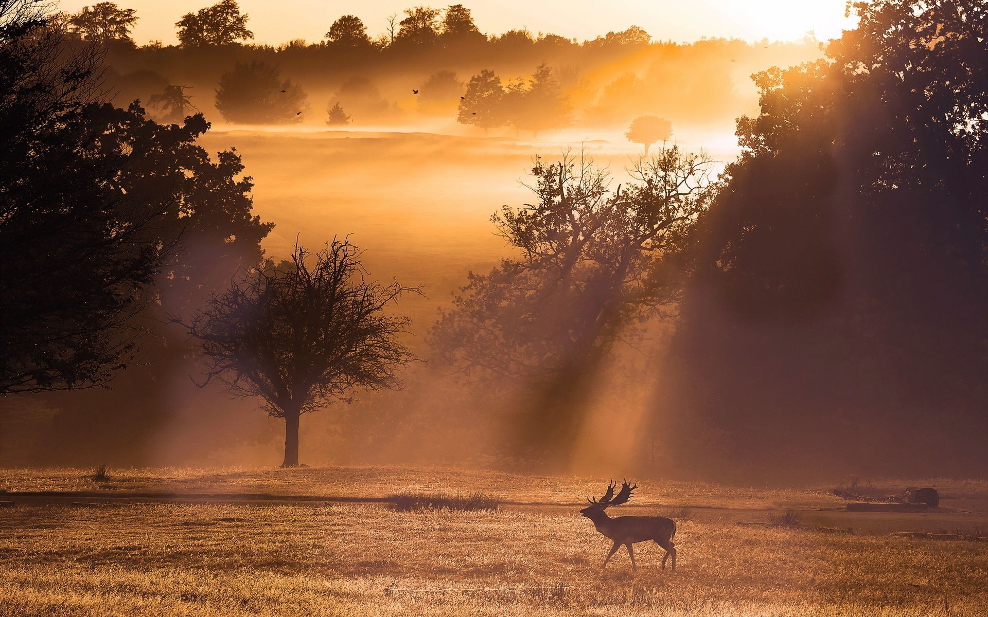 coucher du soleil et l aube coucher de soleil aube soleil ciel nature paysage crépuscule soir rétro-éclairé brouillard à l extérieur silhouette beau temps eau