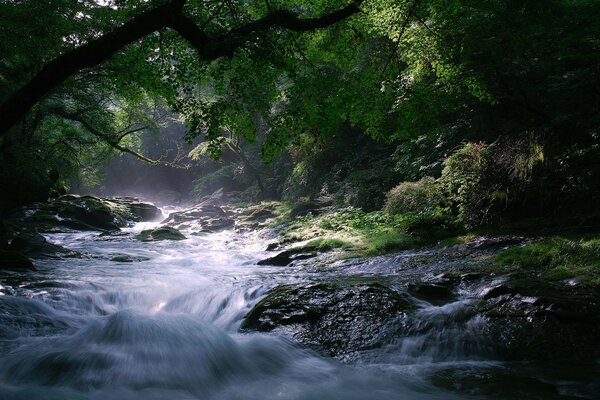 Naturaleza árboles río piedras corriente