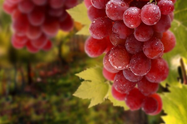 Beautiful macro photography of grapes