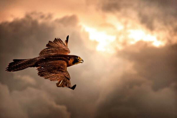 Aigle sauvage planant dans le ciel