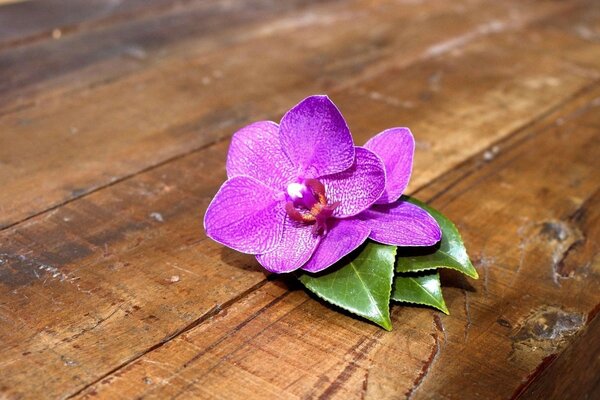 Large pink tropical flower