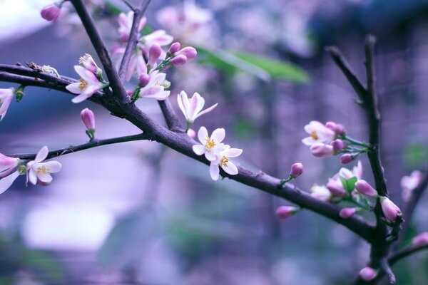 Naturalna flora kwiaty na drzewach