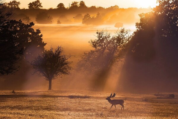 Deer in the forest during sunset