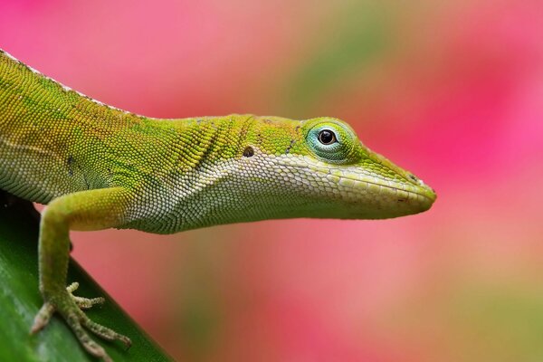 Lagarto en una rama en la naturaleza