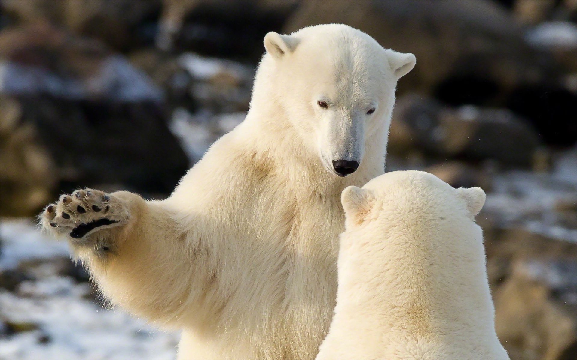 niedźwiedzie mroźny dzika przyroda natura ssak na zewnątrz zima śnieg lód polarny zwierzę zoo zimny dwa dziki