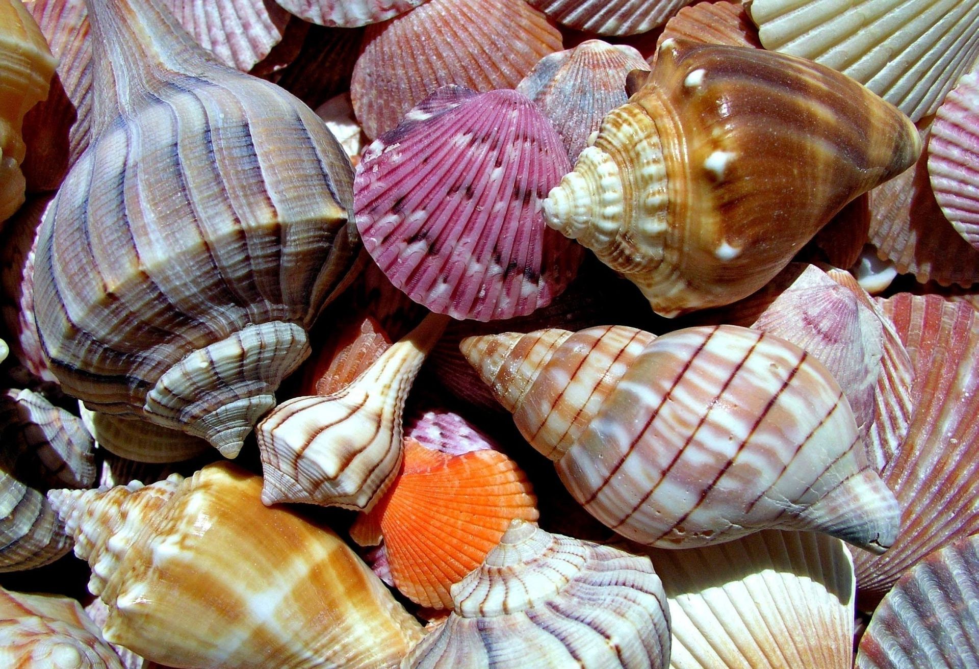 landscapes seashell shell shellfish souvenir conch marine clam cockle scallop snail tropical collection summer cockleshell seashore nature desktop sea texture