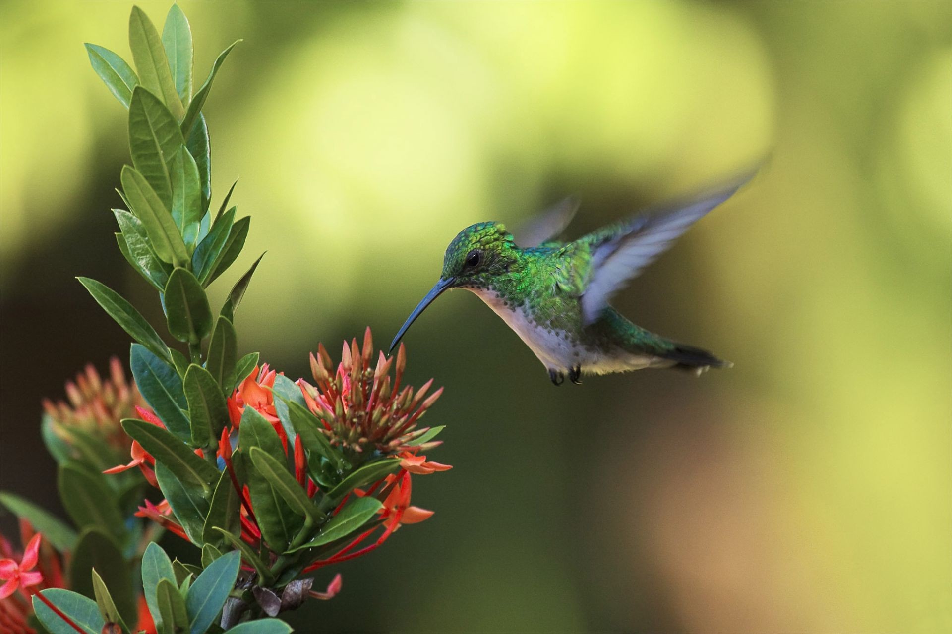 animaux nature colibri oiseau fleur à l extérieur feuille la faune jardin été sauvage couleur