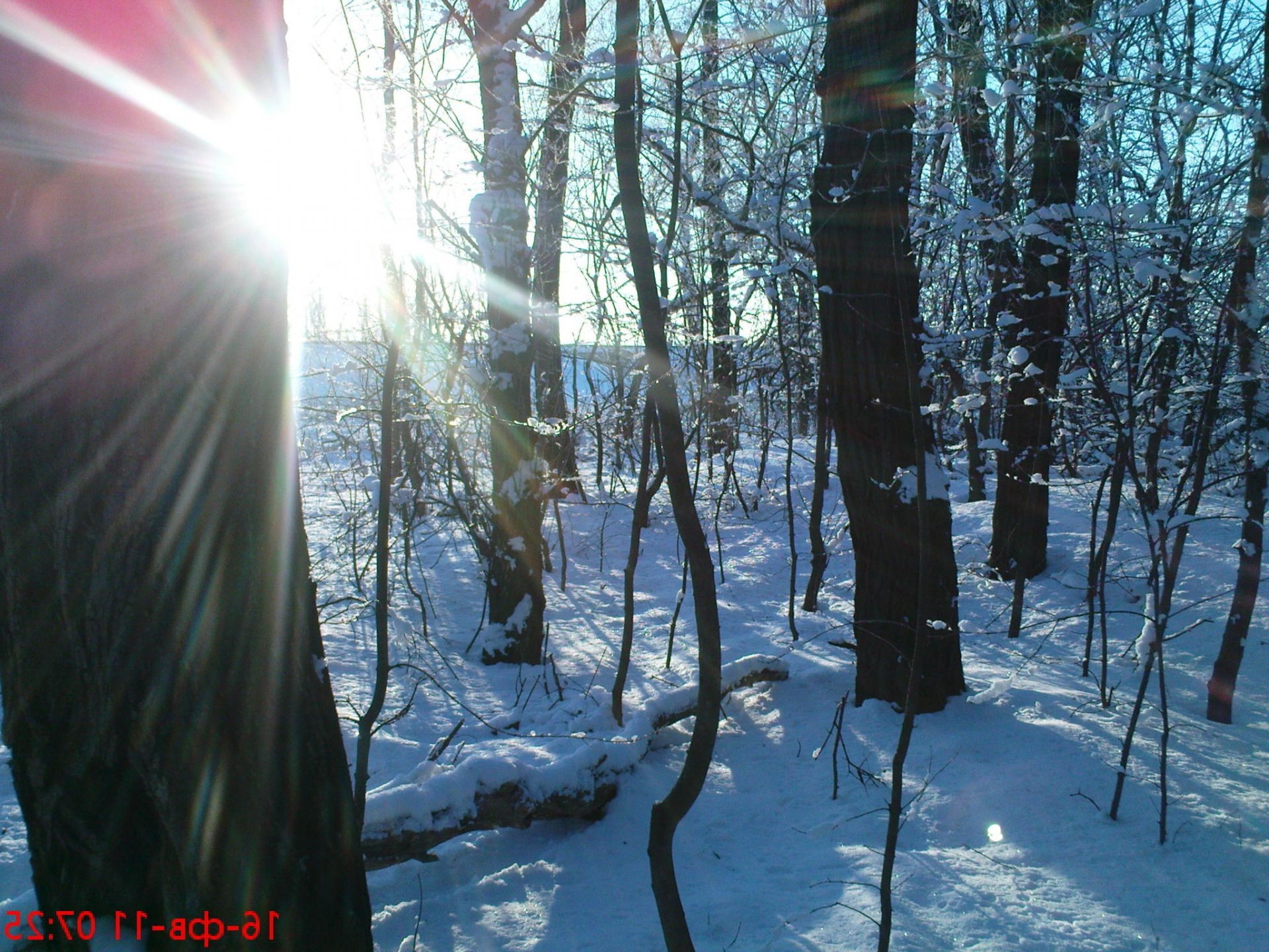 winter snow wood nature cold frost fair weather dawn fog outdoors tree fall season weather bright mist landscape light sunbeam