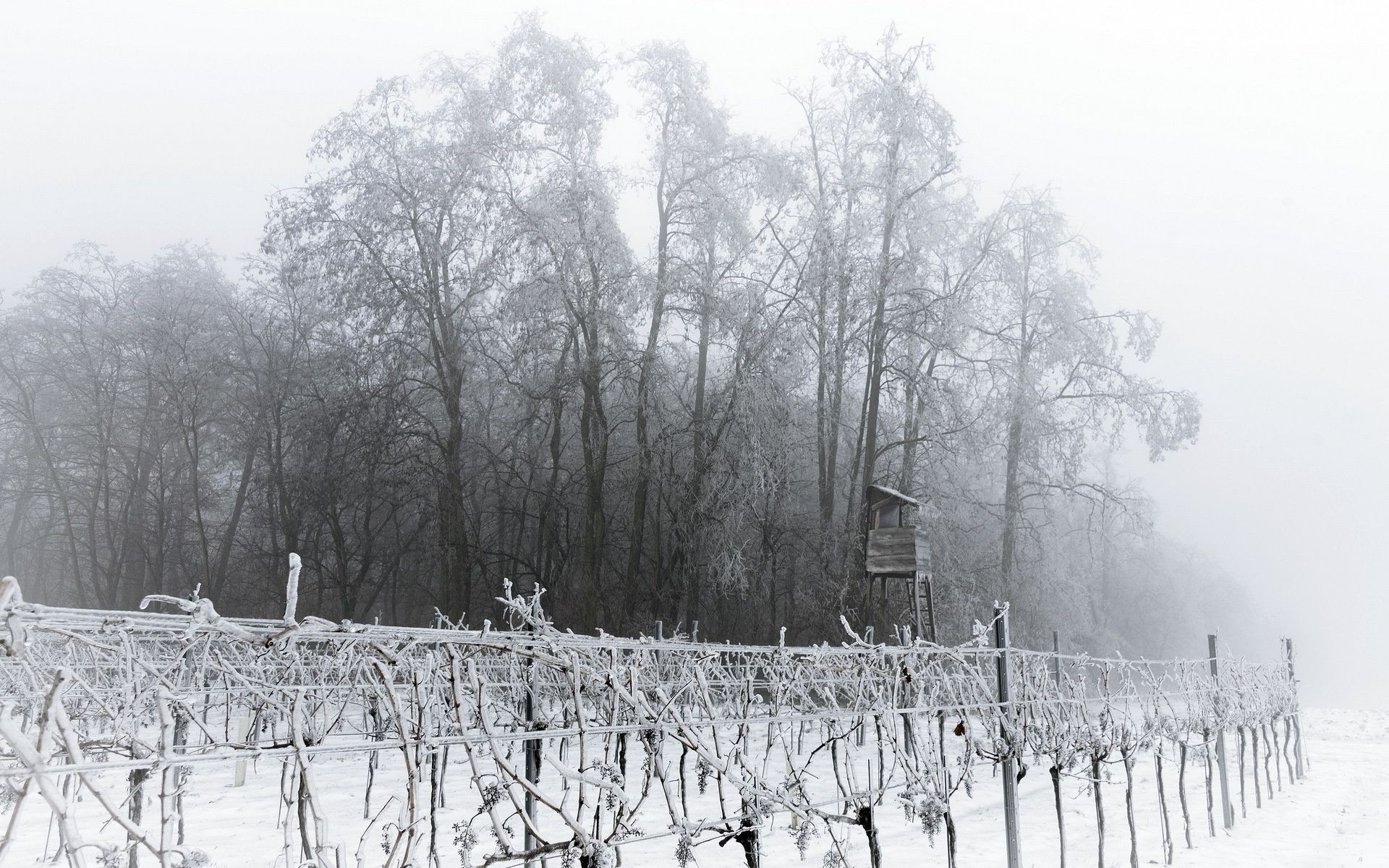 hiver neige bois bois froid congelé météo gel paysage brouillard saison nature glace givré