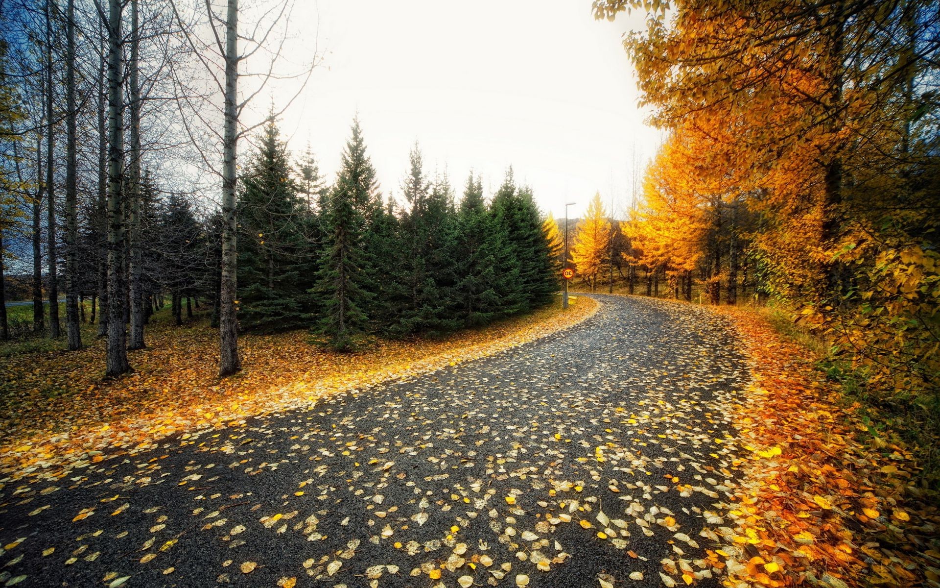 jesień drzewo drewno krajobraz jesień natura odkryty park droga sezon liść przewodnik malownicze środowisko