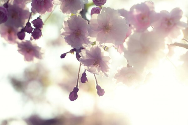 Pink and white flowers of delicate sakura