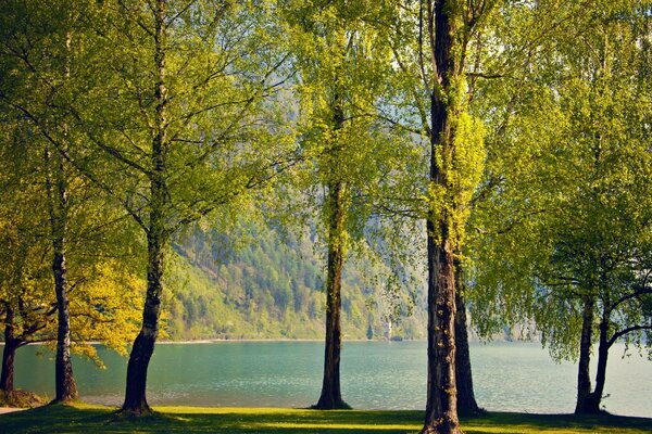 Árboles en la orilla del lago