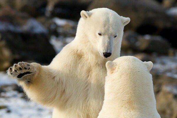 Frosty Bears of Wildlife