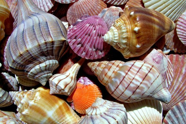 Landschaft Muscheln Souvenir Tapete