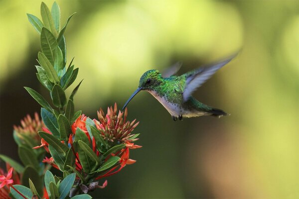 Vogel Blume Kolibri greift an