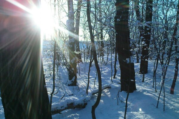 Invierno nieve naturaleza paisaje