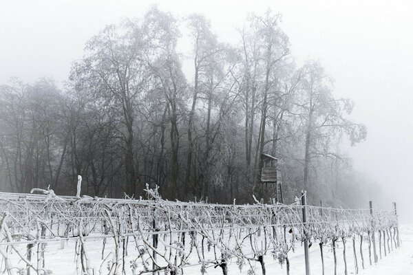 Winterdunkel, entblößte Bäume