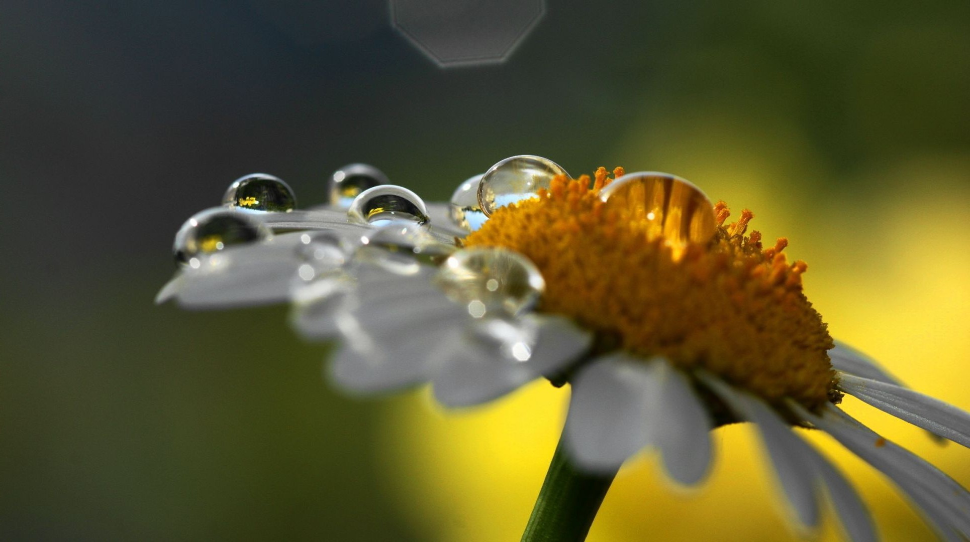 nahaufnahme natur insekt blume biene flora schließen garten pollen schön sommer farbe im freien honig