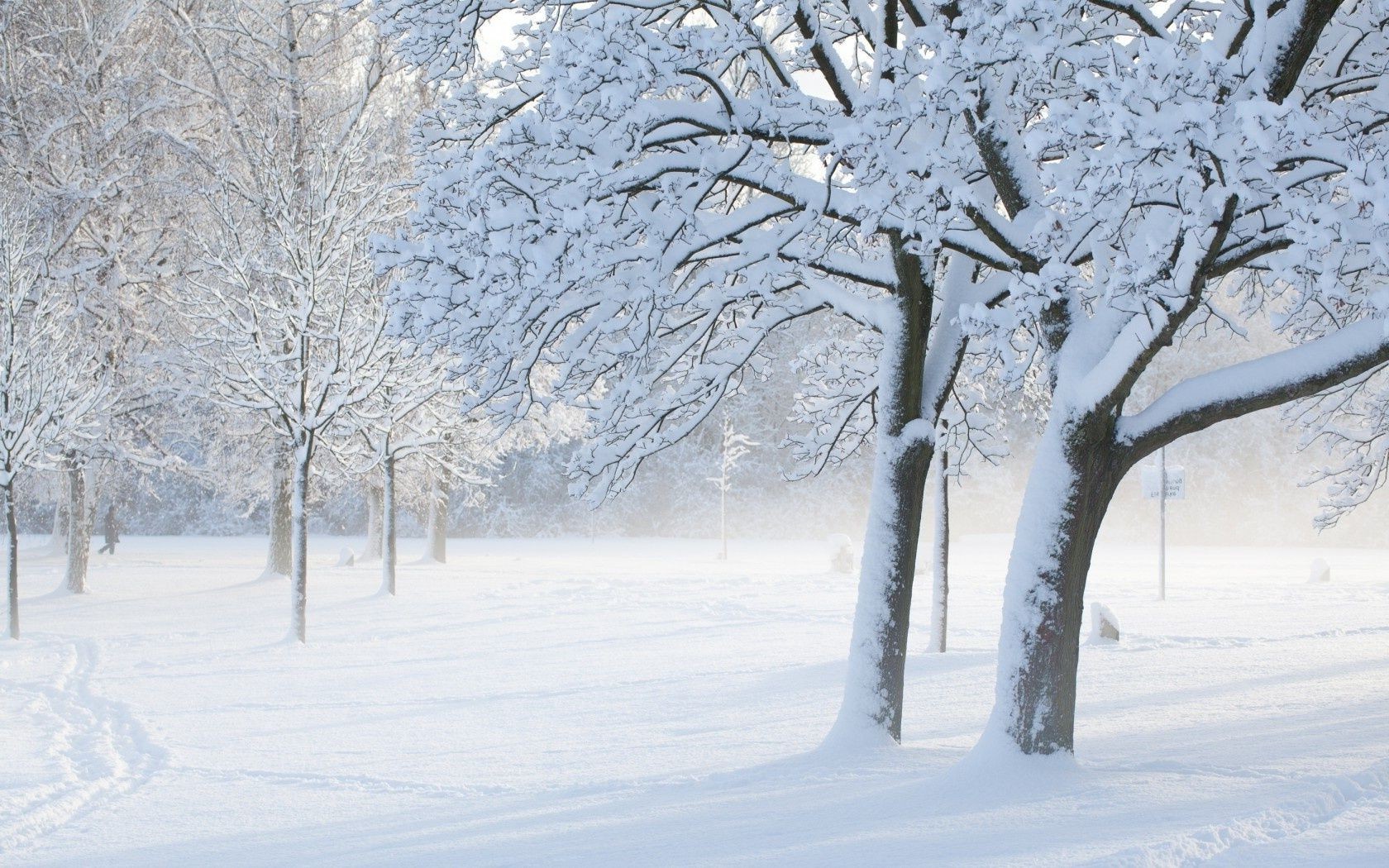 winter snow frost cold frozen ice weather tree season frosty snowstorm branch snowy landscape snow-white wood icy scene scenic