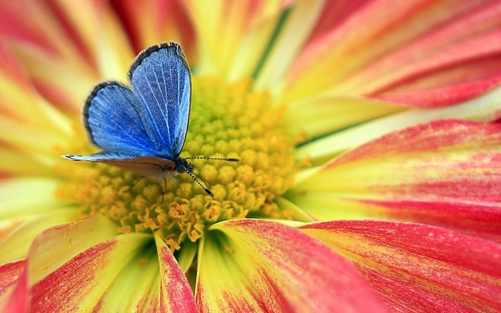 schmetterling natur blume sommer hell garten flora farbe blütenblatt blumen pollen schön blatt sanft schließen blühen ziemlich