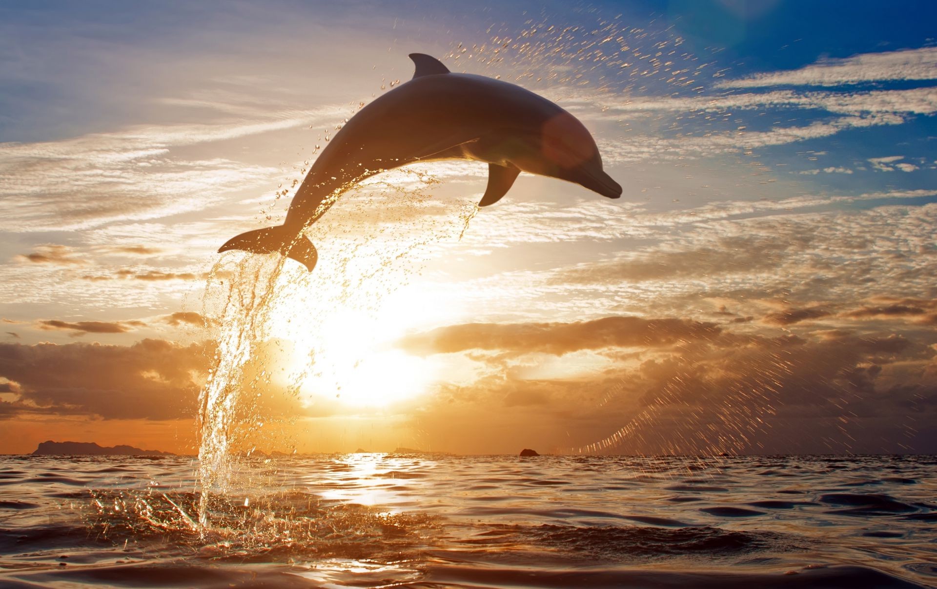 Прыгающие дельфины в море
