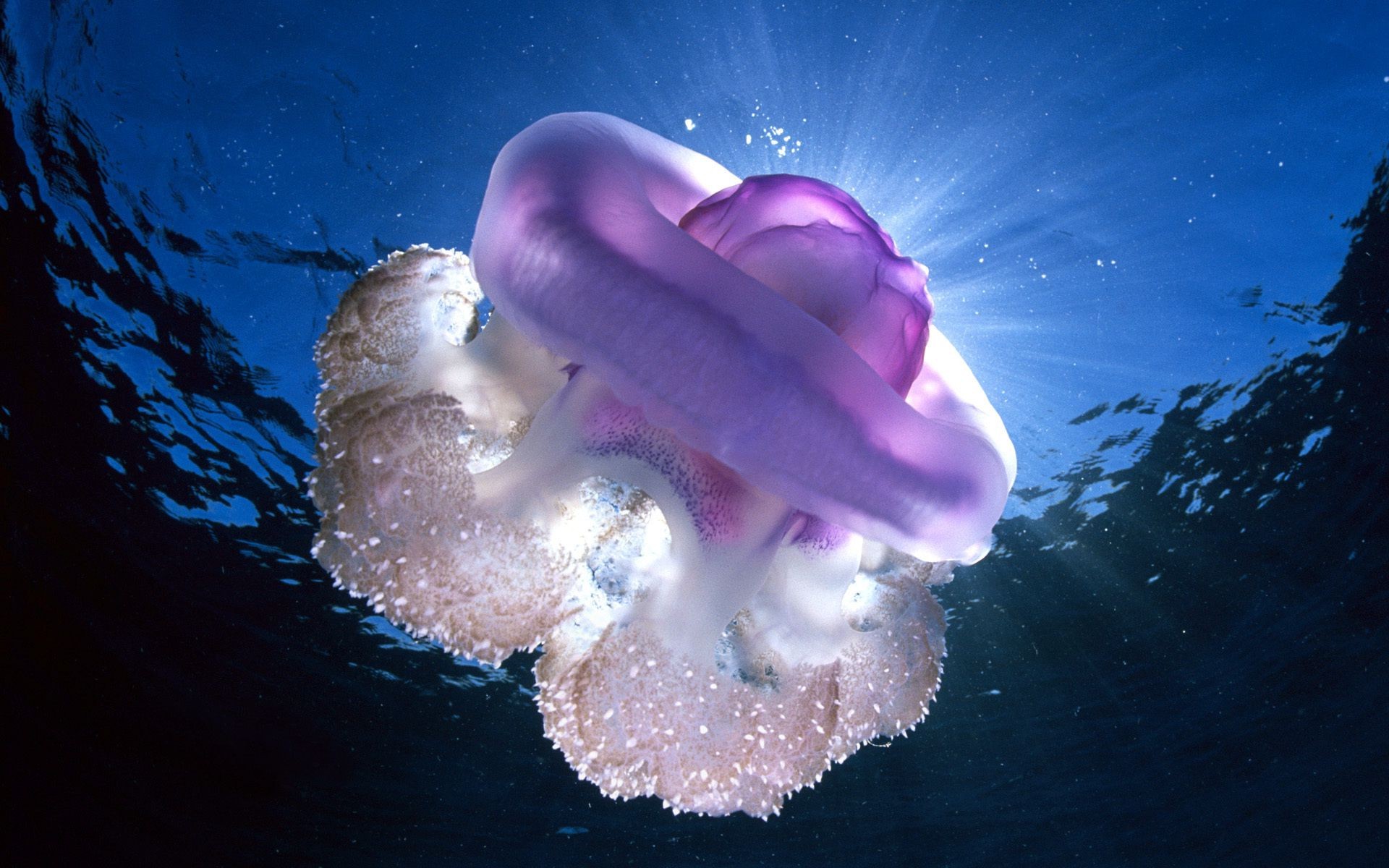 медузы подводный воды океан море рыбы природа свет аквариум плавание рабочего стола дайвинг цвет риф